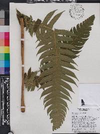 Cyathea horrida image