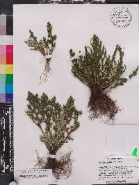 Selaginella convoluta image