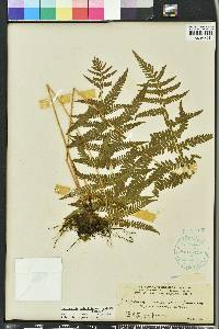 Thelypteris palustris subsp. pubescens image