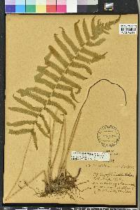 Christella quadrangularis var. versicolor image