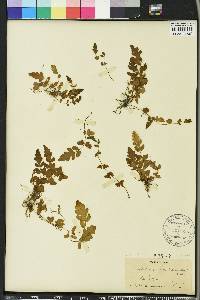 Tectaria coriandrifolia image