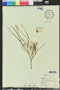 Psilotum nudum image