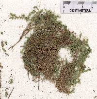 Selaginella eclipes image