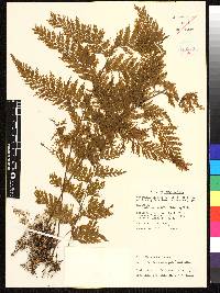 Sceptridium subbifoliatum image