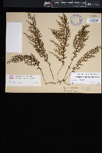 Hymenophyllum recurvum image