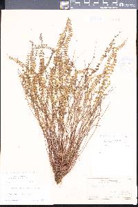 Asplenium trichomanes subsp. densum image