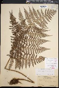 Dryopteris rubiginosa image