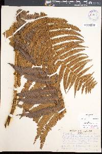 Dryopteris wallichiana image