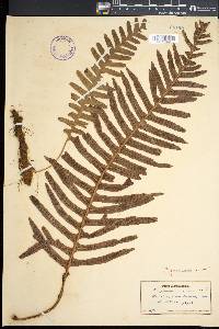 Polypodium pellucidum image