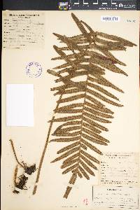 Polypodium pellucidum image