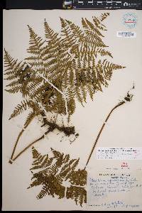 Pteridium aquilinum subsp. decompositum image