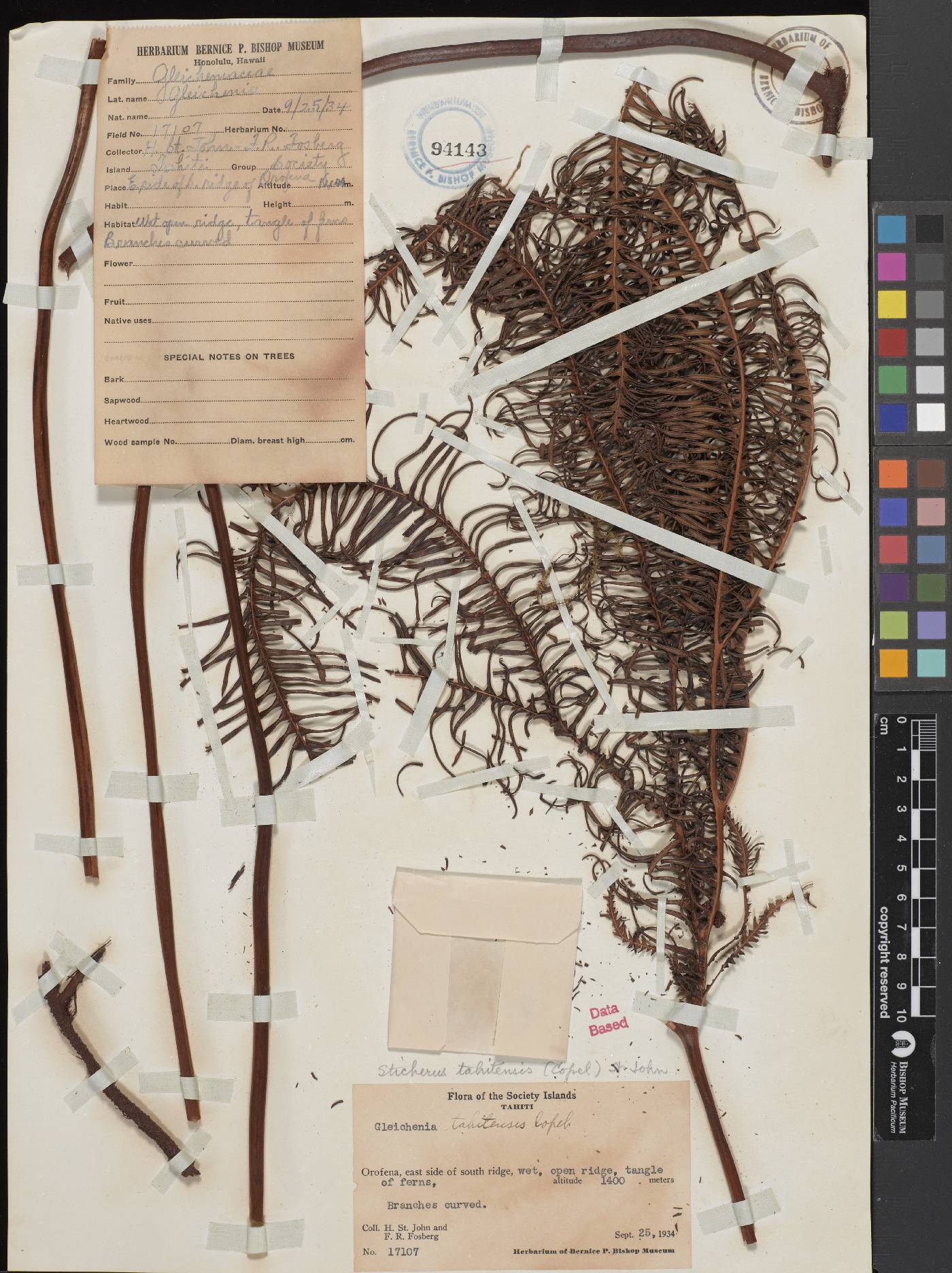 Sticherus tahitensis image