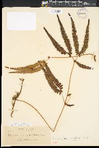 Dicranopteris linearis image