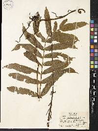 Asplenium marattioides image