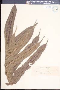 Phymatosorus membranifolium image