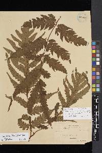 Image of Tectaria lifuensis