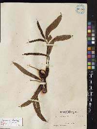Lomariopsis oleandrifolia image