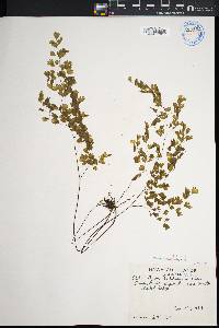 Adiantum raddianum image