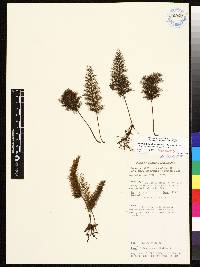 Abrodictyum pluma image