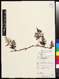 Davallia repens image