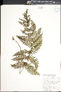 Leptopteris hymenophylloides image