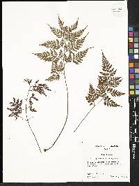 Davallia epiphylla image