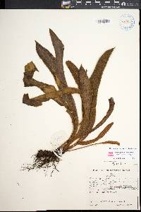 Elaphoglossum paleaceum image