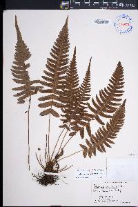 Blechnum appendiculatum image