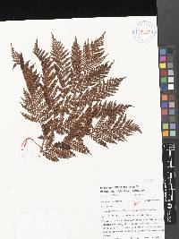 Cyathea stokesii image