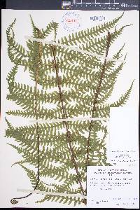 Deparia prolifera image