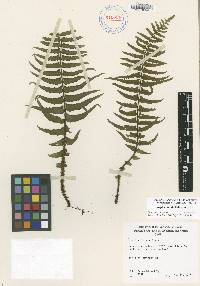 Asplenium dielfalcatum image