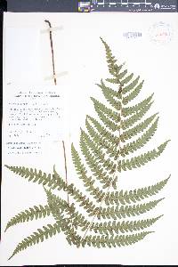 Deparia marginalis image