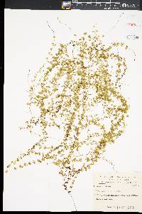 Lindsaea incisa image