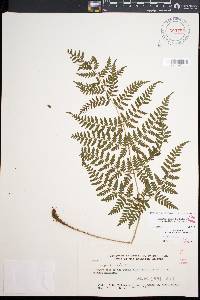 Dryopteris glabra var. nuda image