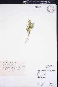 Selaginella arbuscula image