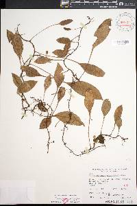 Elaphoglossum pellucidum image