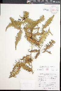 Dicranopteris linearis image