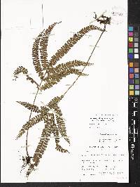 Lindsaea cultrata image