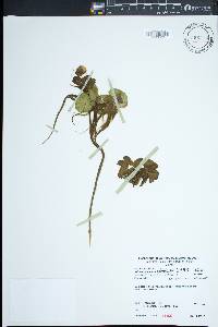 Salvinia molesta image