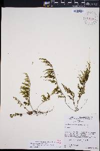 Hymenophyllum recurvum image