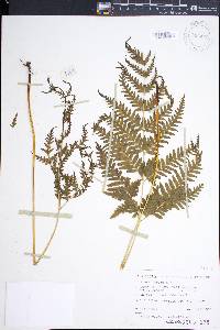 Pteris wallichiana image