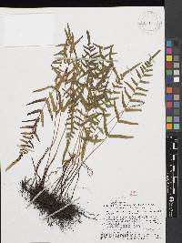 Lindsaea ensifolia image