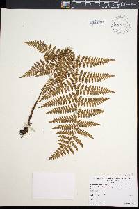 Dryopteris hawaiiensis image