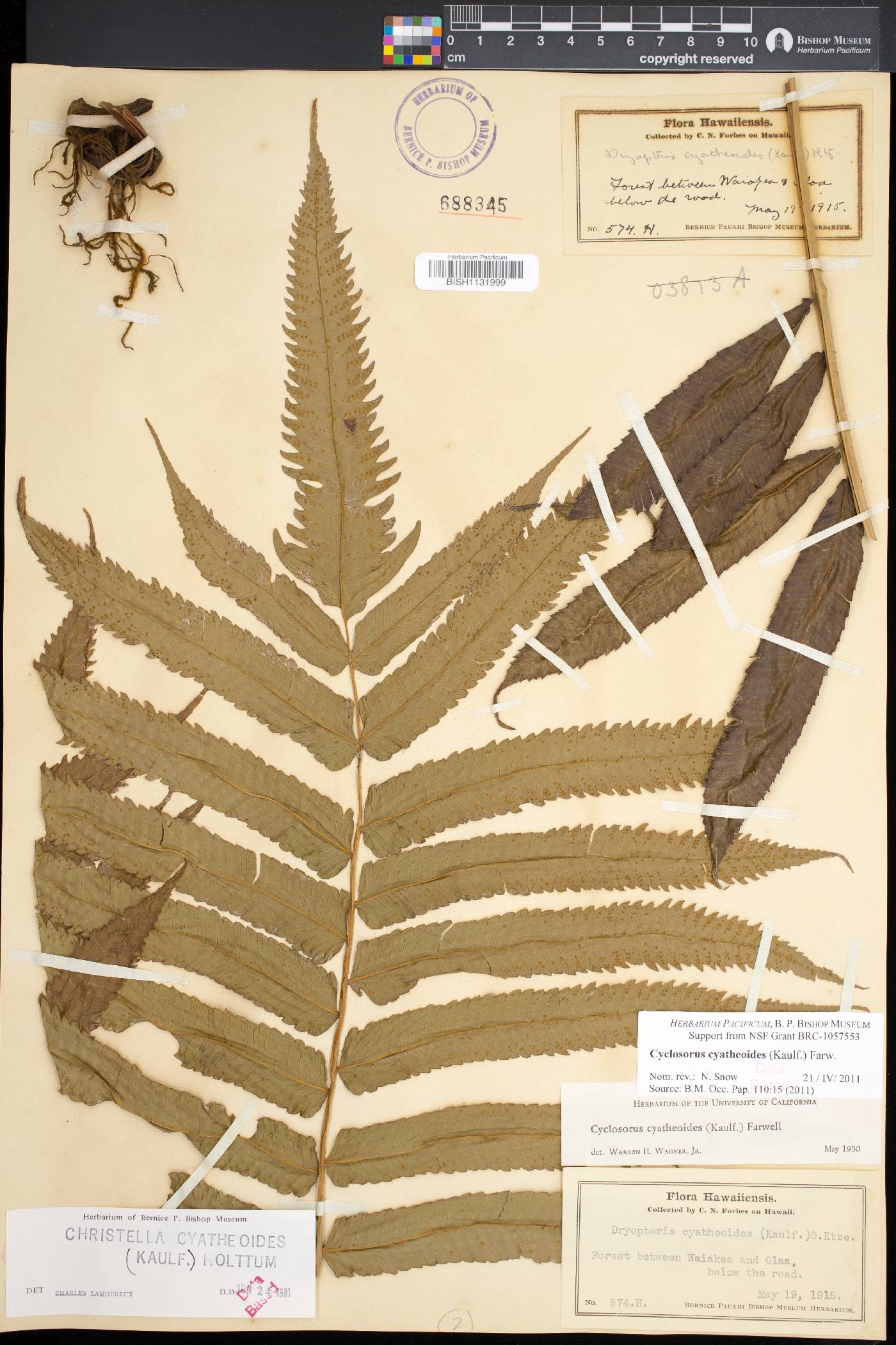 Menisciopsis cyatheoides image