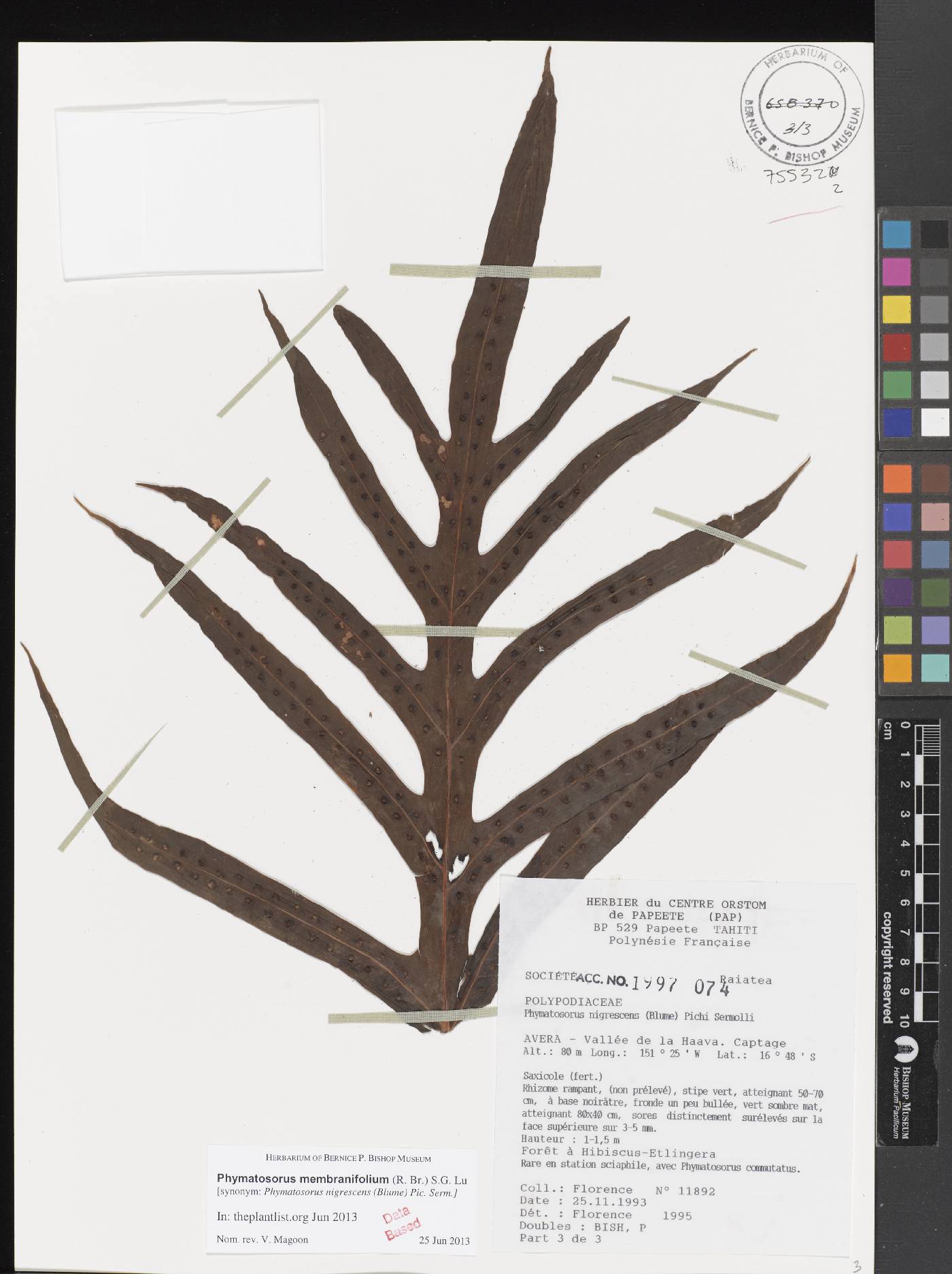 Phymatosorus membranifolium image