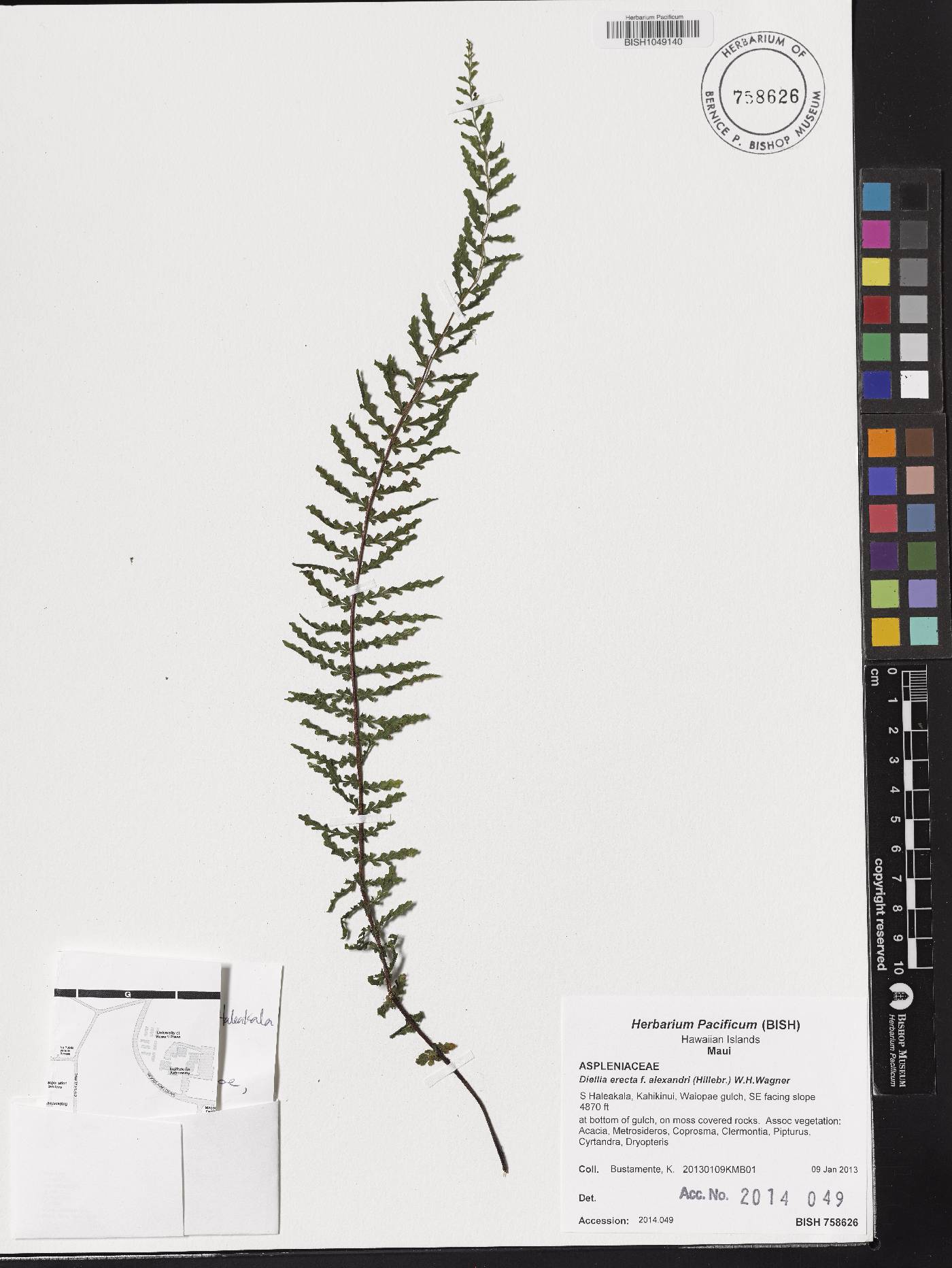 Asplenium dielerectum image