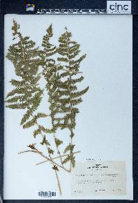 Athyrium asplenioides var. californicum image