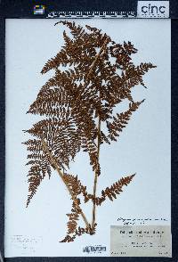 Athyrium distentifolium image