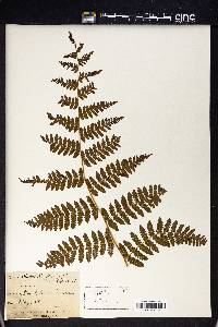 Hypolepis tenuifolia image