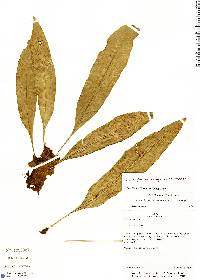 Polytaenium guayanense image